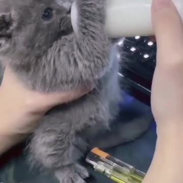 cute cat looks so cool while drinking milk