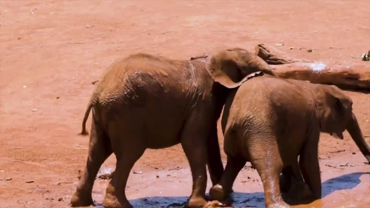 Wild animals video