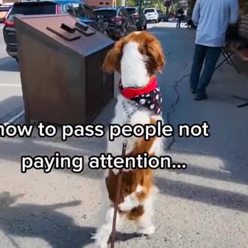 DONT TELL ME I CANT!!!!!!!!!!! funny dog cat videos 😁 funny pet memes 😃 #shorts