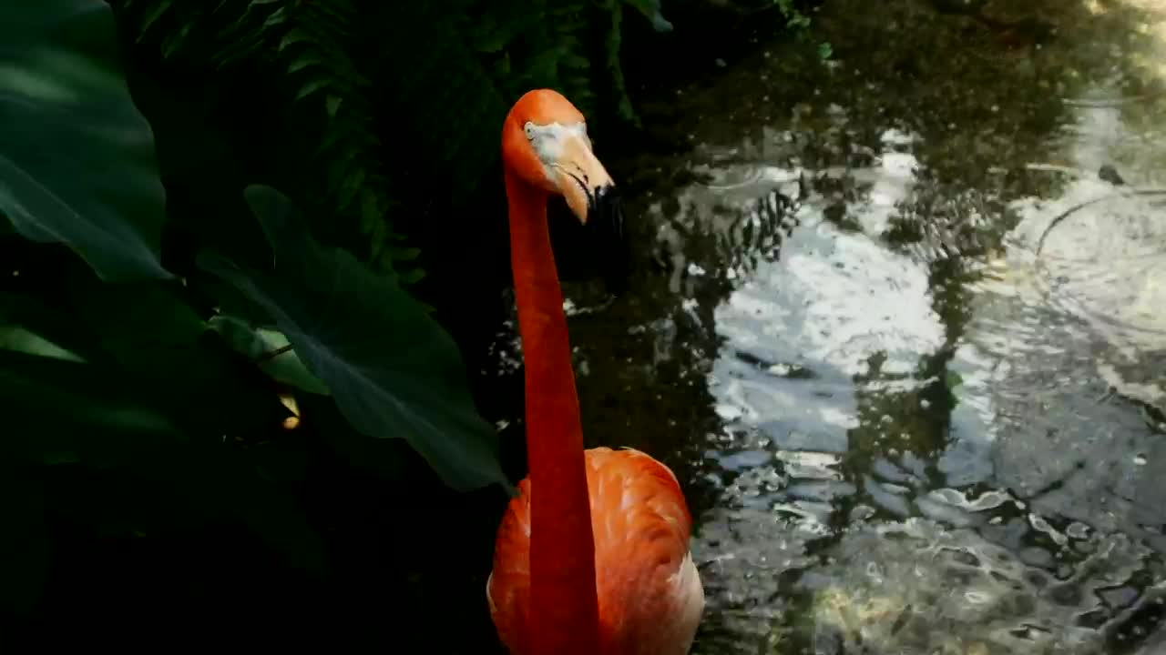 NATURAL FLEMINGO WILDLIFE VIDEO !!!