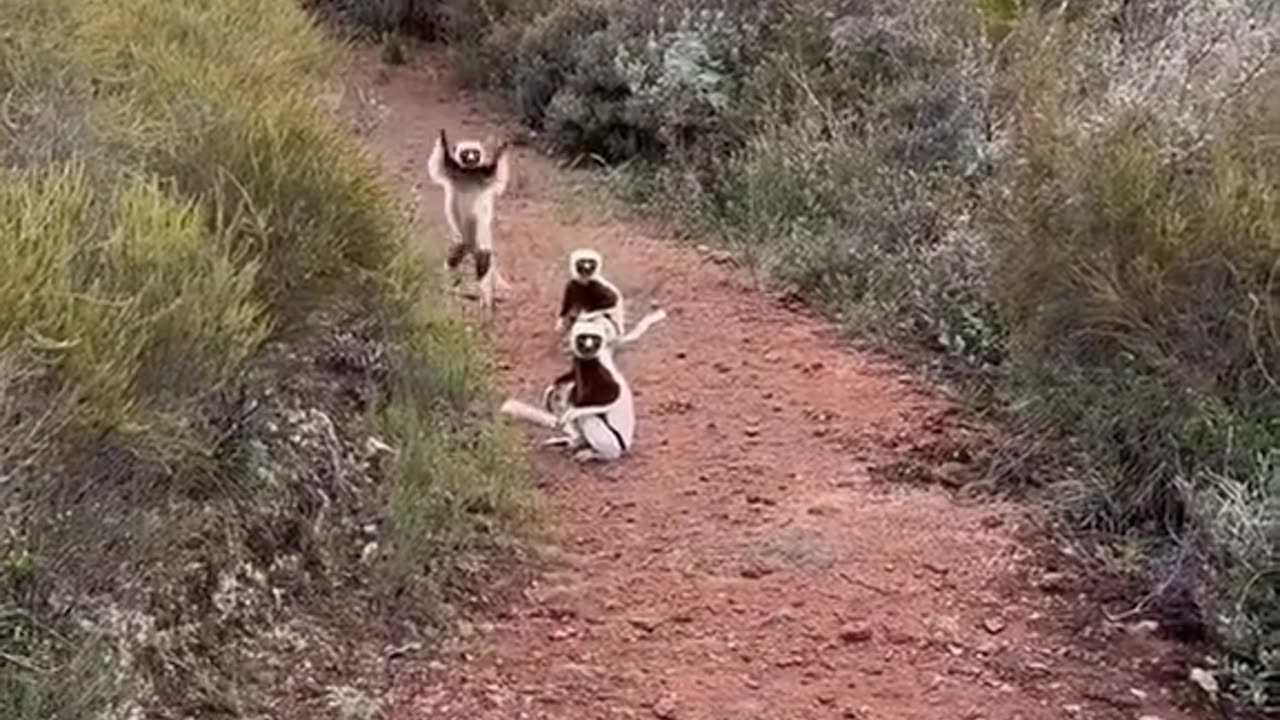 Interesting and amazing monkeys playing. #monkey #amazing #animals