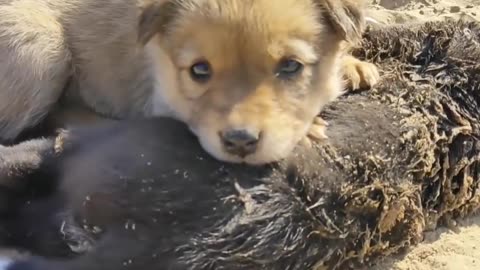 The Puppy Is Still Lying In The Middle Of The Hot Sun, Next To The Puppy That