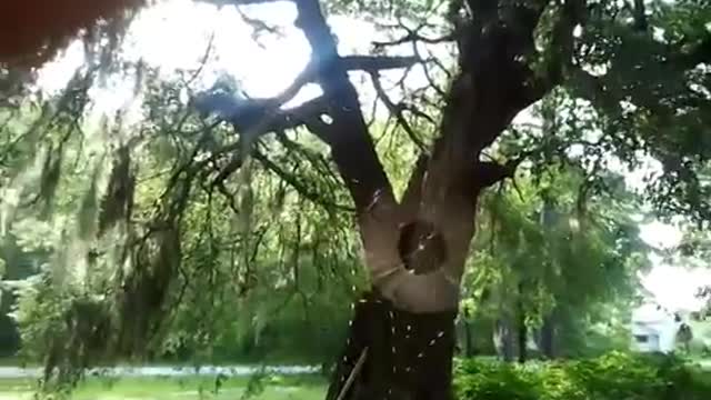 Spider Spinning A Web In Real-Time!