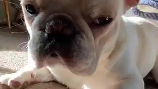 I Love Pets - Funny Pets Video Clips #Funny Pets