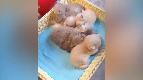 Cute animal kitten 😻💕 #cat #cute #kitten #pets #meow #videos #shorts 1