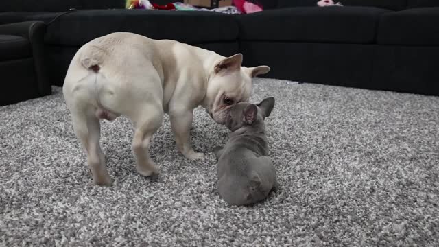 Puppy and Baby Best Friends! - Puppy Therapy