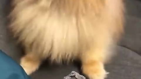 Pomeranian dog has the most hilarious sneeze #cat #cute #kitten