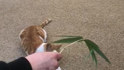 Playing with cats (slow motion)2