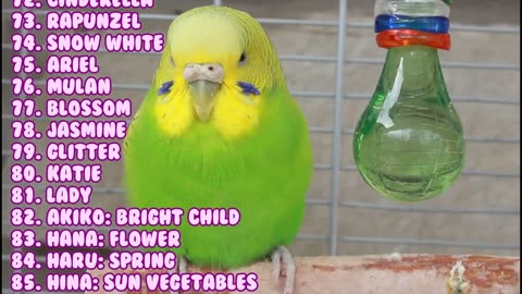 cute names for your cute parrot