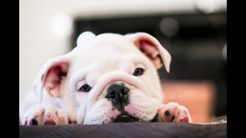 Cute animals video (Picture)