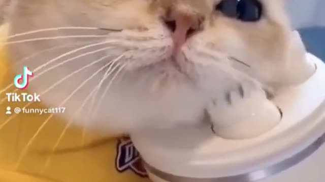 Funniest Cats 😹 - Don't try to hold back Laughter 😂 - Funny Cats Life