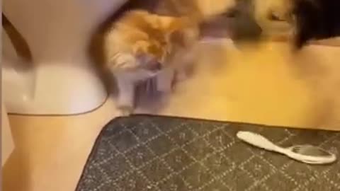 Funny cats