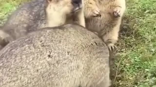 Adorable creatures sharing