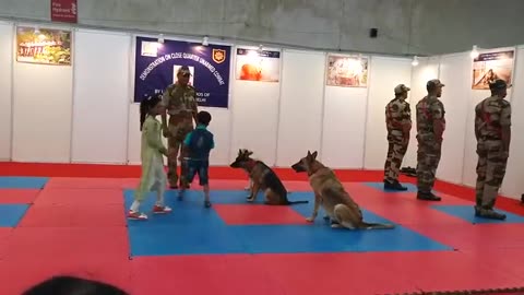 Dog training videos