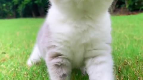 Cutest Cats Ever! Cute Funny Playful Beautiful Kitty Cats (Part 15) | #shorts #cats
