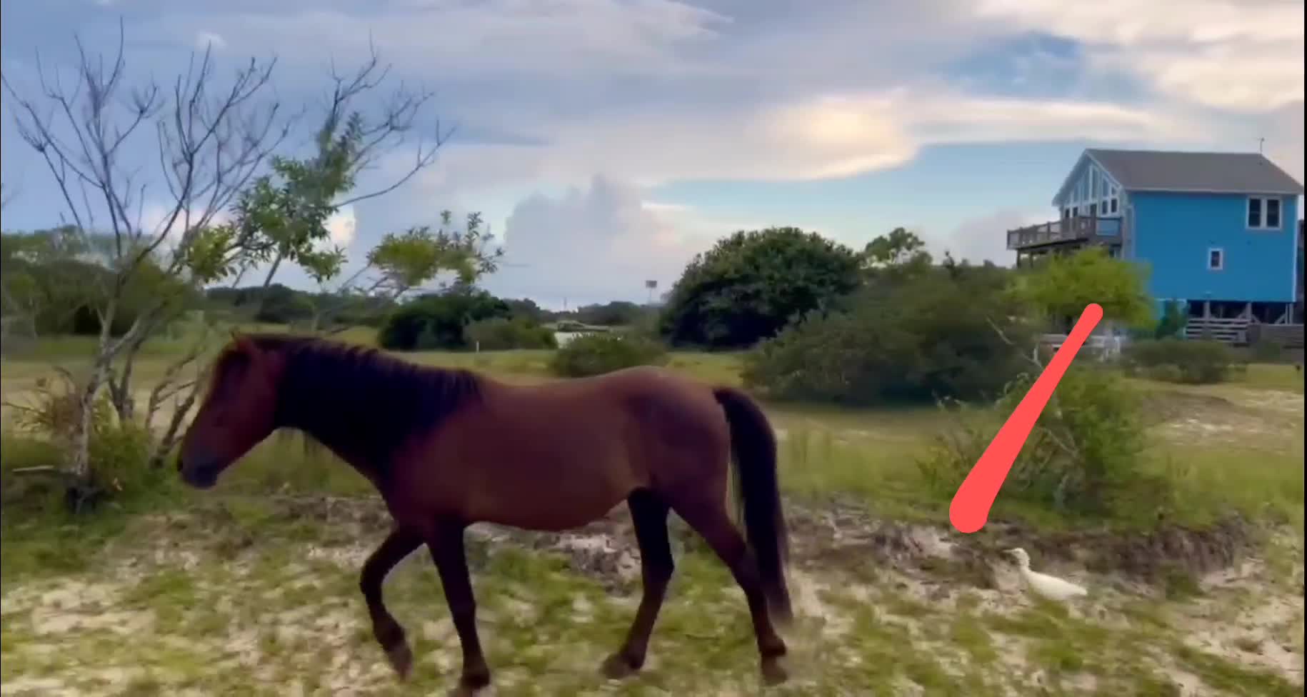 MUST WATCH --Little white bird following wild horse on foot