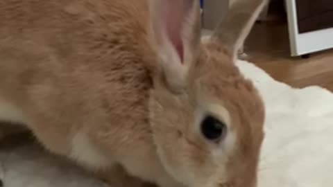 Bunny likes grooming