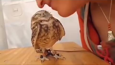 😘🦉#Búho 😊 #Dichoso 😍 #Recibiendo 🫶y 🫂 #Dando 🥰#Ternura. - 👧🏻 #LubovSofia9.👍