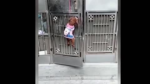 Pets Funny behavior cute and wild.