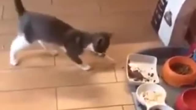 Funny Cat Reacting to Different Foods