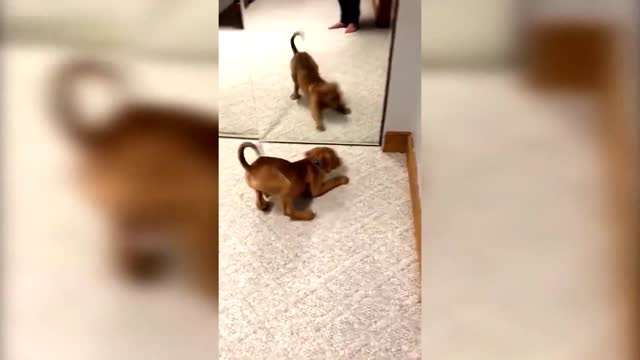 DOGS AND MIRROR Fun, Pranks, Jokes, Humor