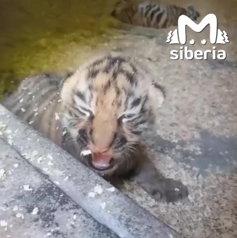 Siberian tiger cubs and a proud mom