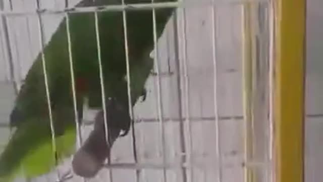 Parrot singing Rihanna's song