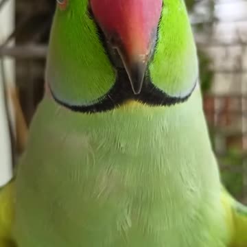 talking parrot cute 🥰🍒🦜
