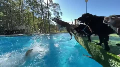 Heated pool with squeaky pig and a birthday solo swim for Arthur the Groodle