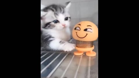 Funny Animals! Funny Cats! Funny Videos! # Shorts