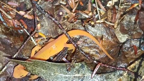 Eastern Newt