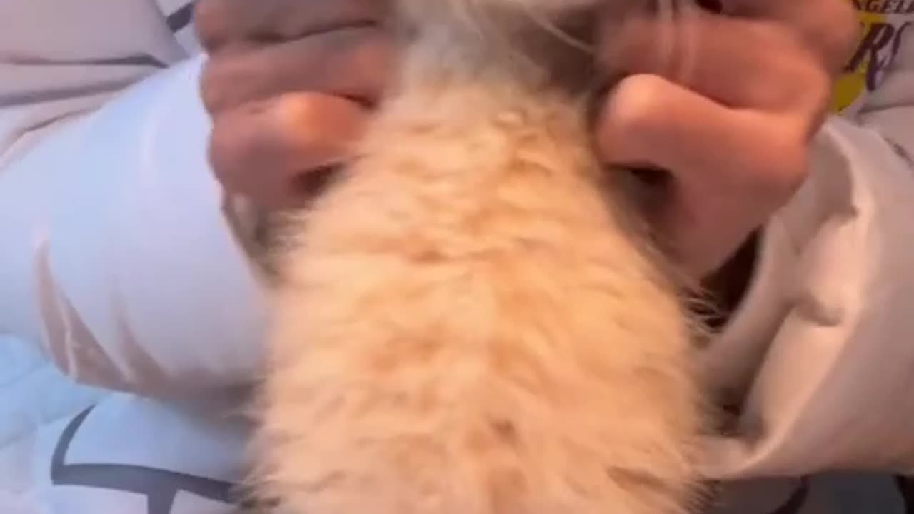 Amazing Cat Dancing Video