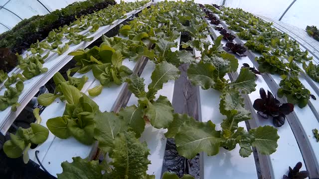 watching lettuce grow is relaxing