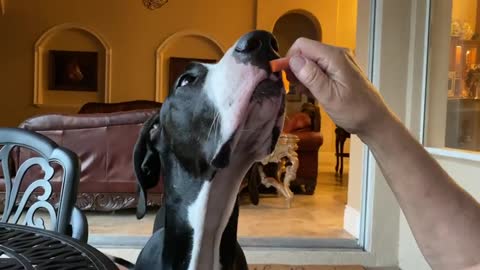 Smiling Great Dane Puppy Crunches Carrots & Cucumbers