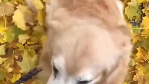 Very Happy Dog in the kitchen