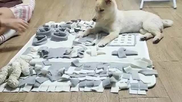 Tofu playing with friends