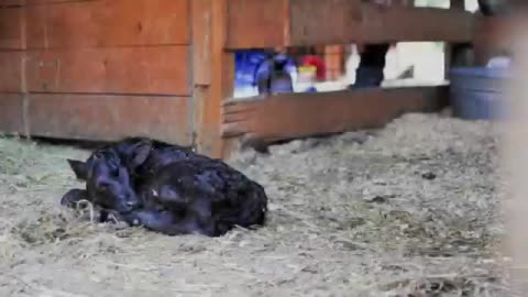 Birth of a Dexter Calf