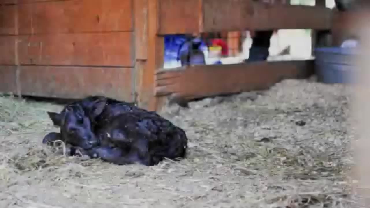 Birth of a Dexter Calf