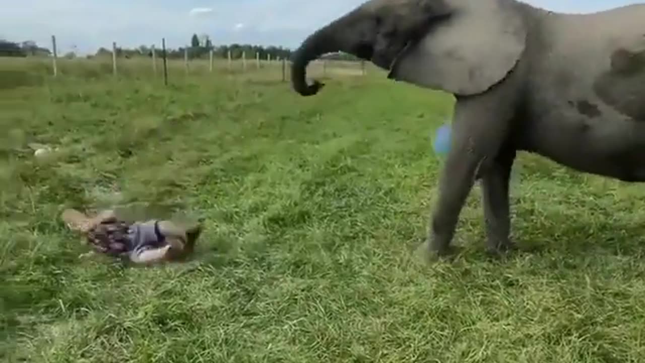 Elephants too can play soccer with human! #animals, #reel, #instagram, #shorts follow & like