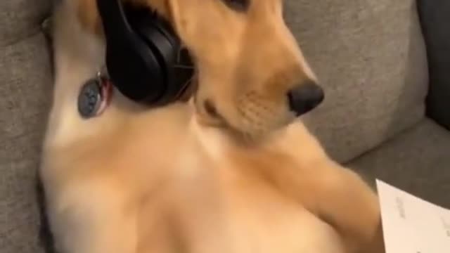 Funny Dog clip!? 😂