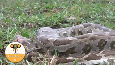 rescued python from chicken nest.