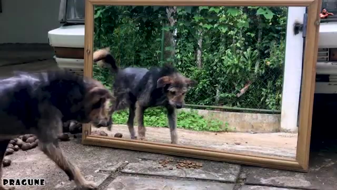 animal mirror3