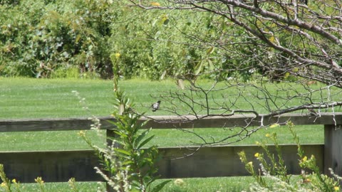 Ruby-Throated Hummingbird & Eastern Phoebe Preening: Nature Close-Up