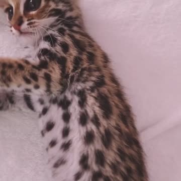 Cat - cat video - Awesome cat video