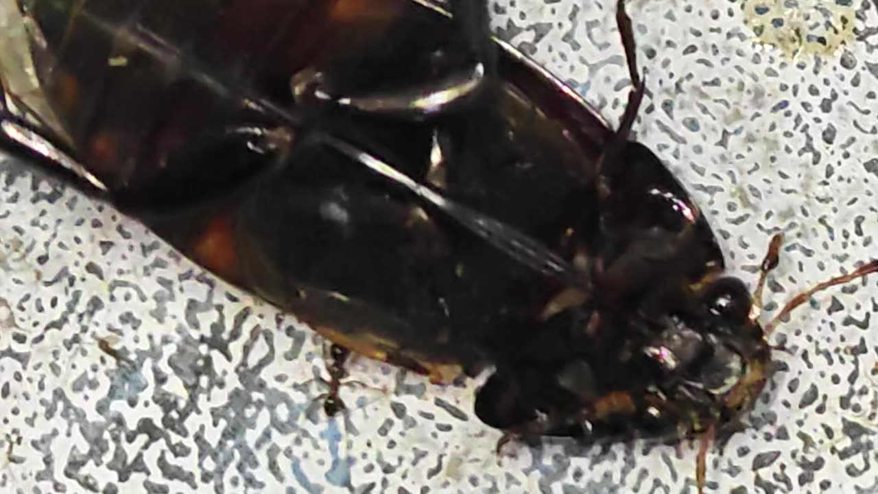 Is cockroach dying 🤔