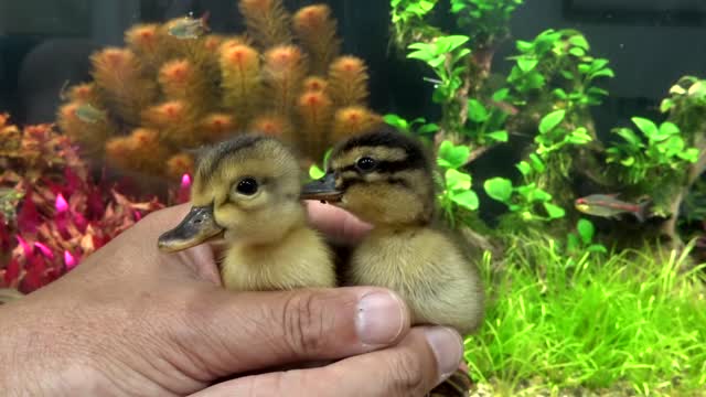 Funny animal video..duck needs help coming out of its shell