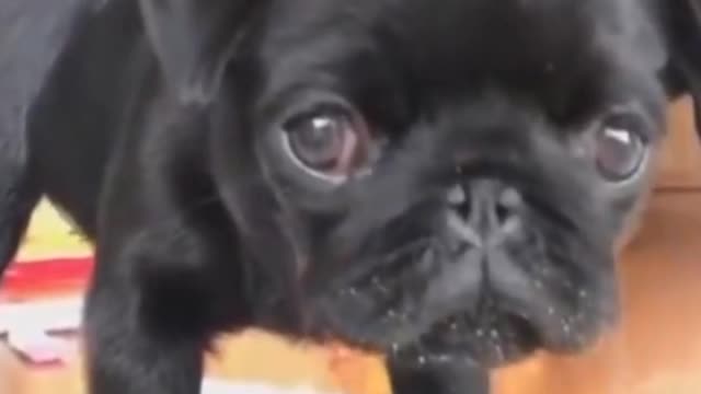 Cute dog find camera while eating it's food.#pets