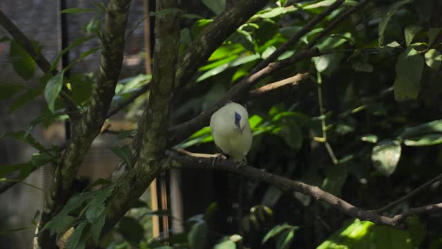 Yellow bird on tree branch