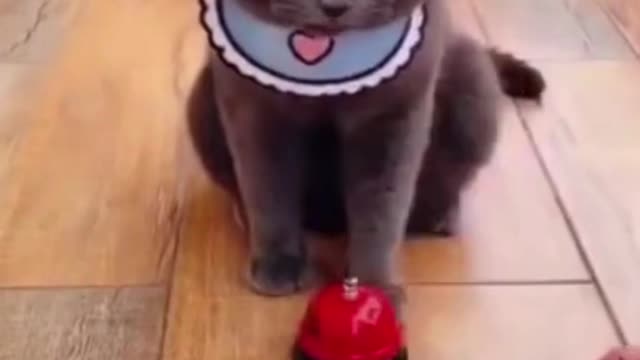 51- Cute, cute and happy as they should be #funny