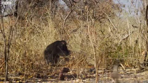 Alpha Chimp Seeks Allies as Tensions Rise | Dynasties | BBC Earth